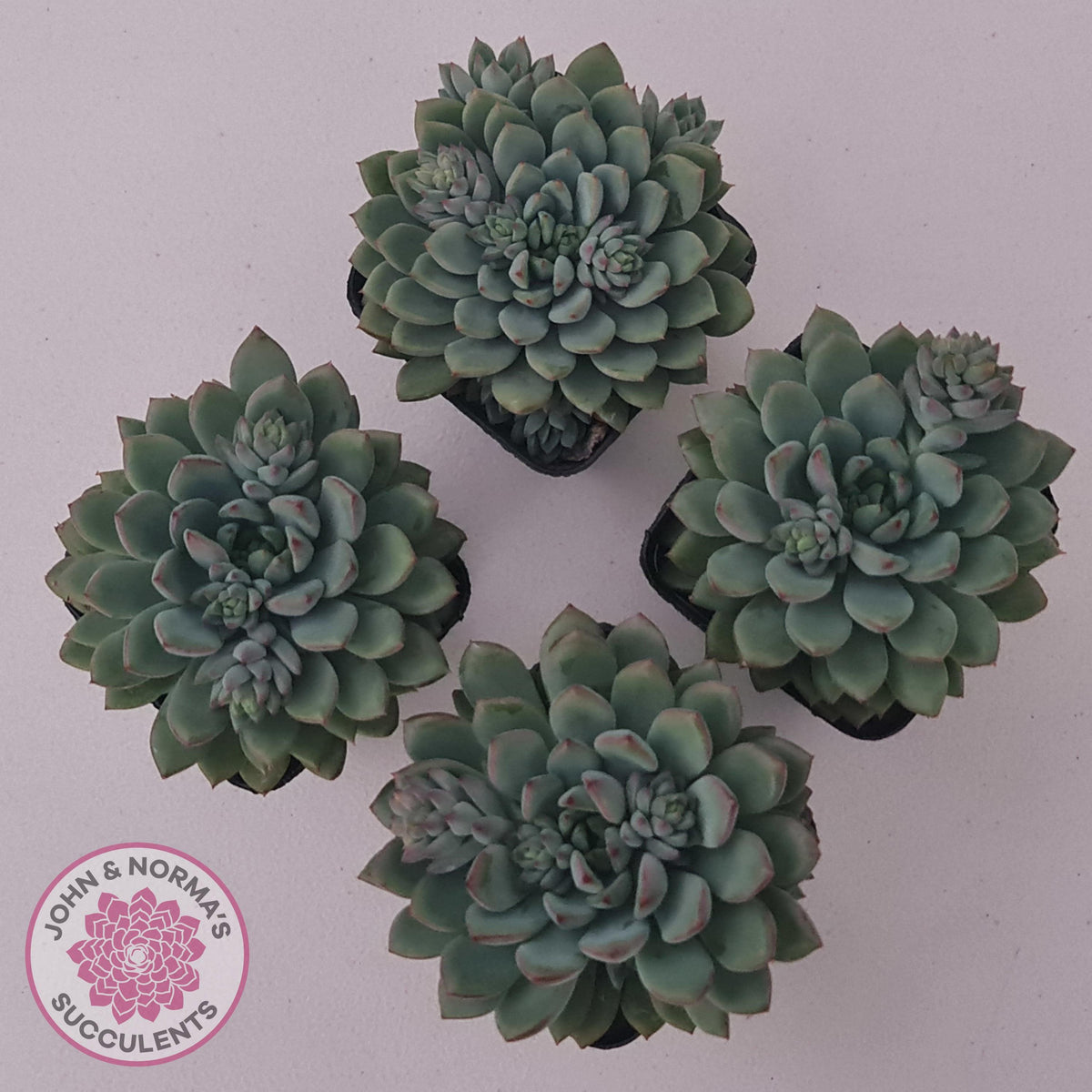 Echeveria 'Gusto'