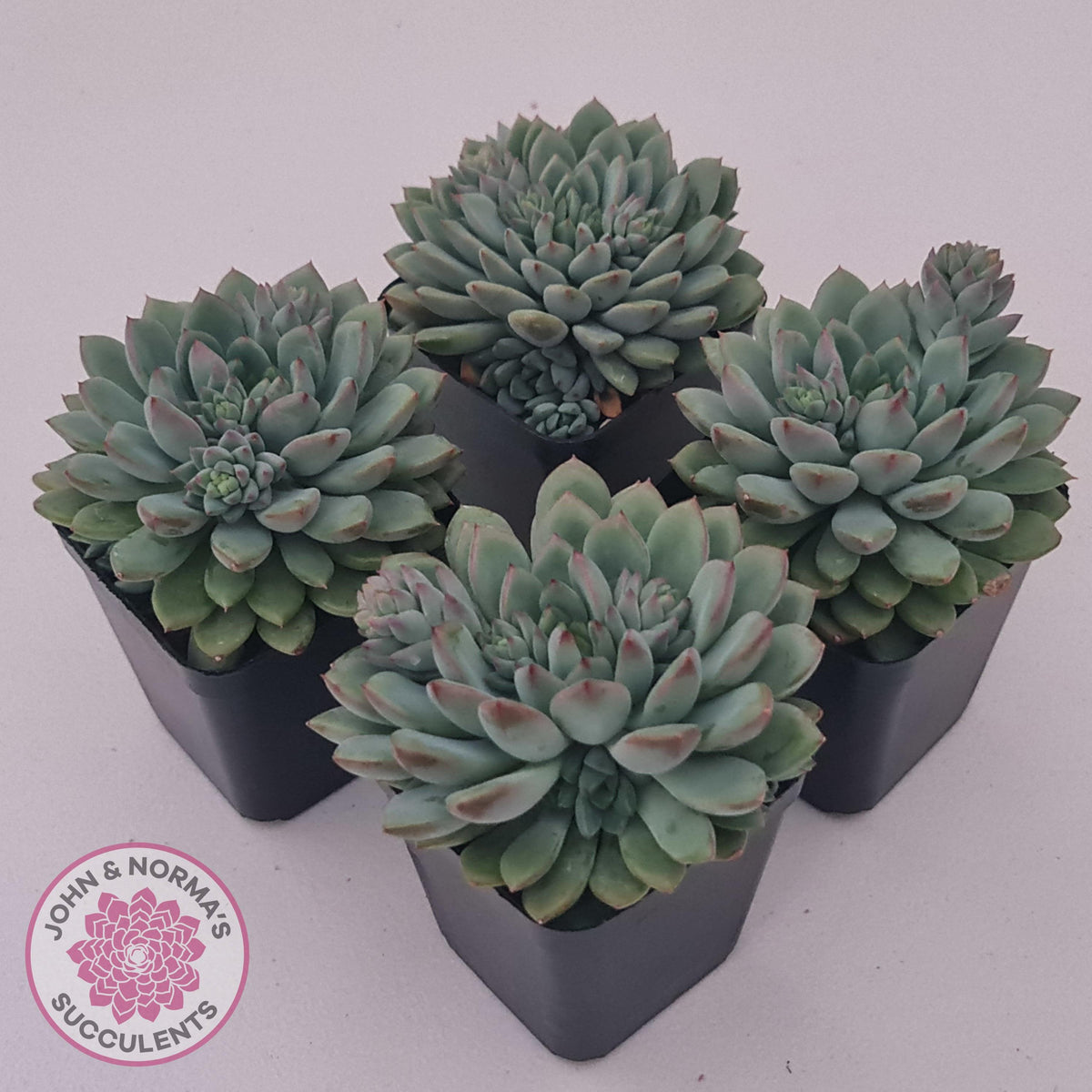 Echeveria 'Gusto'