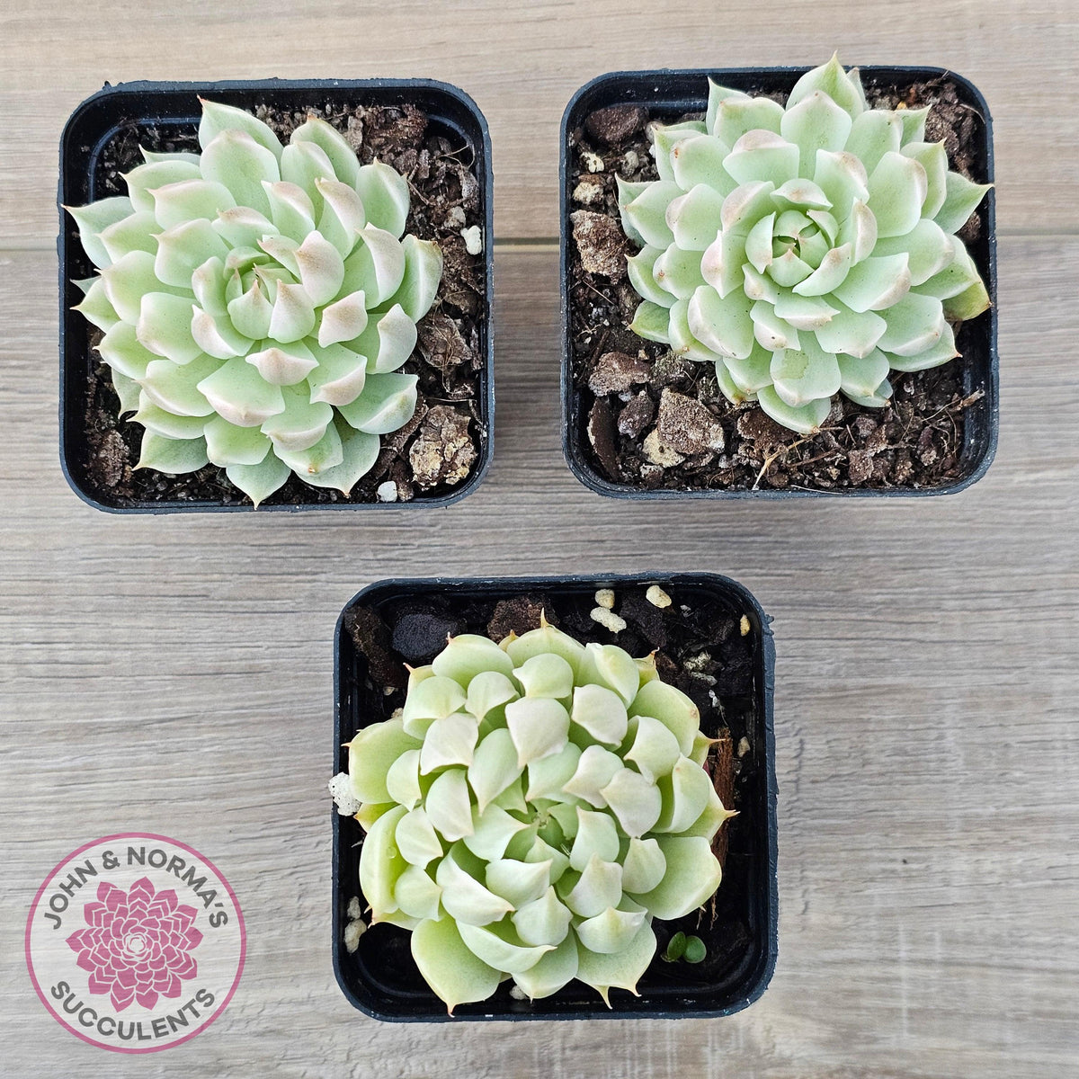 Echeveria Halbingeri Variegated