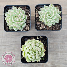 Load image into Gallery viewer, Echeveria Halbingeri Variegated - John & Norma's Succulents Australia