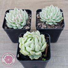 Load image into Gallery viewer, Echeveria Halbingeri Variegated - John & Norma's Succulents Australia