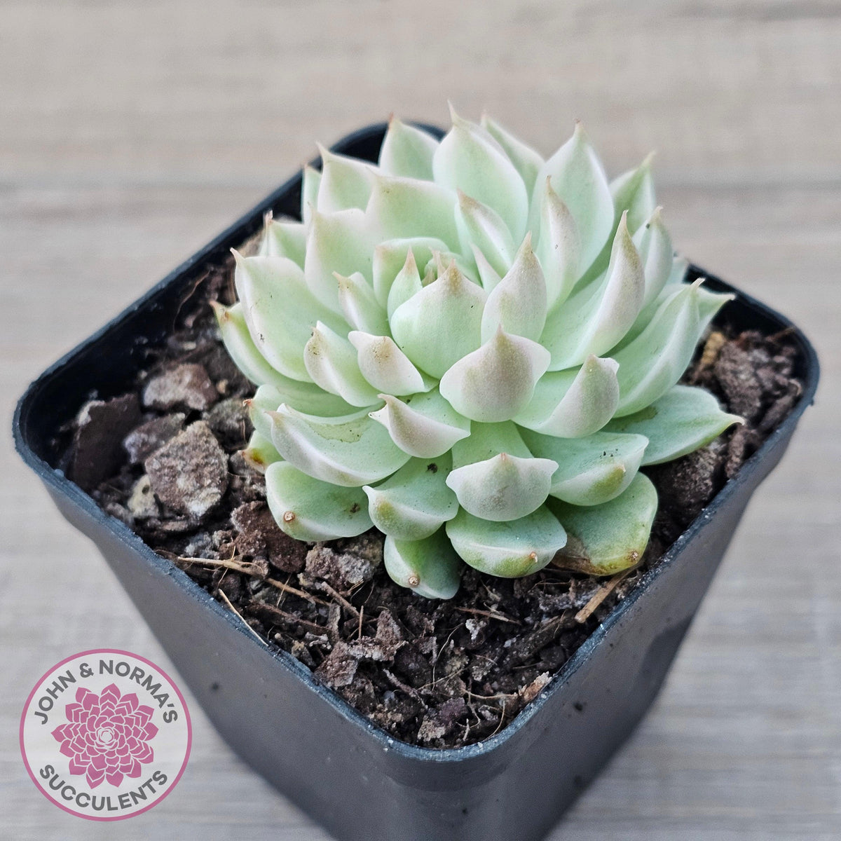 Echeveria Halbingeri Variegated