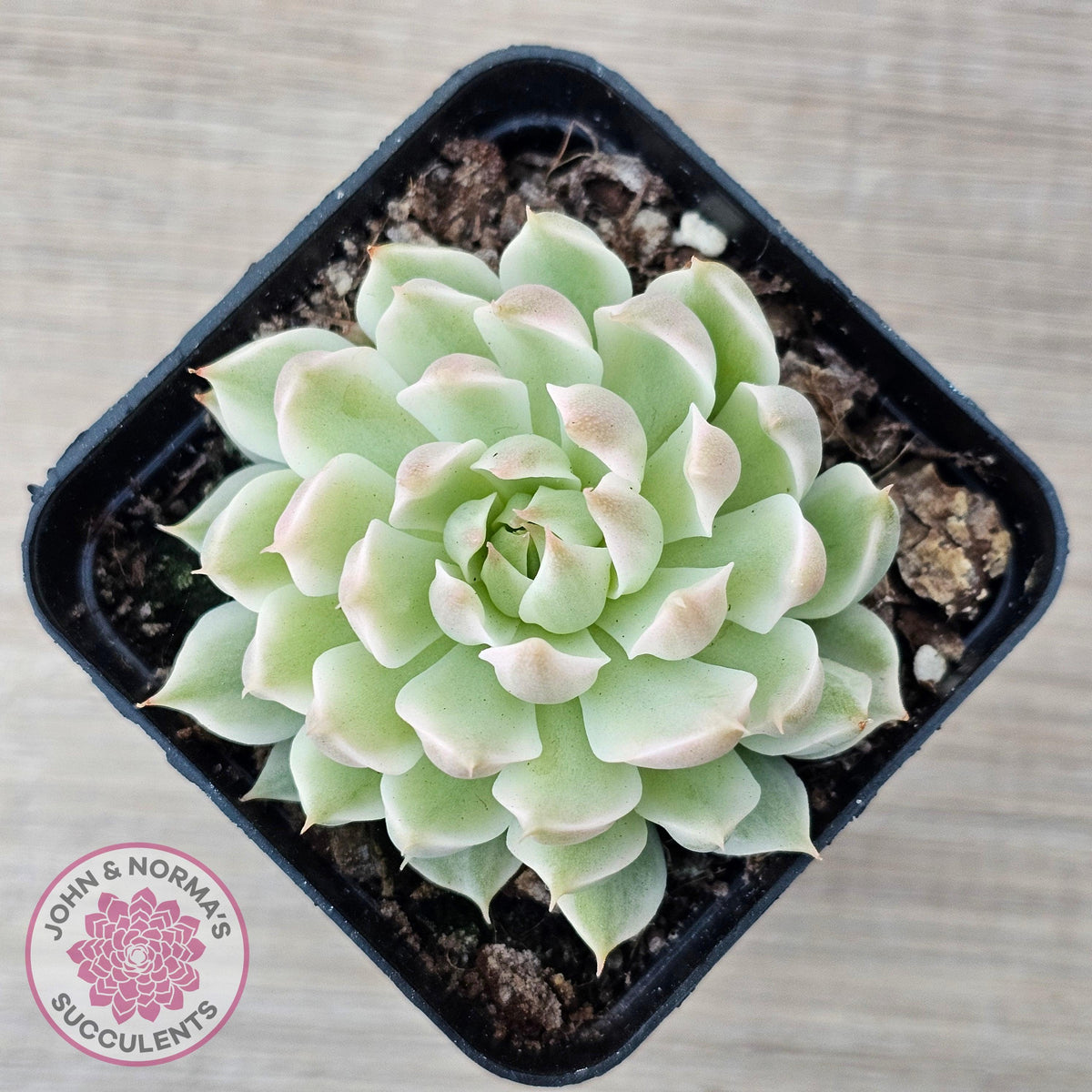 Echeveria Halbingeri Variegated