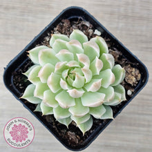 Load image into Gallery viewer, Echeveria Halbingeri Variegated - John & Norma's Succulents Australia