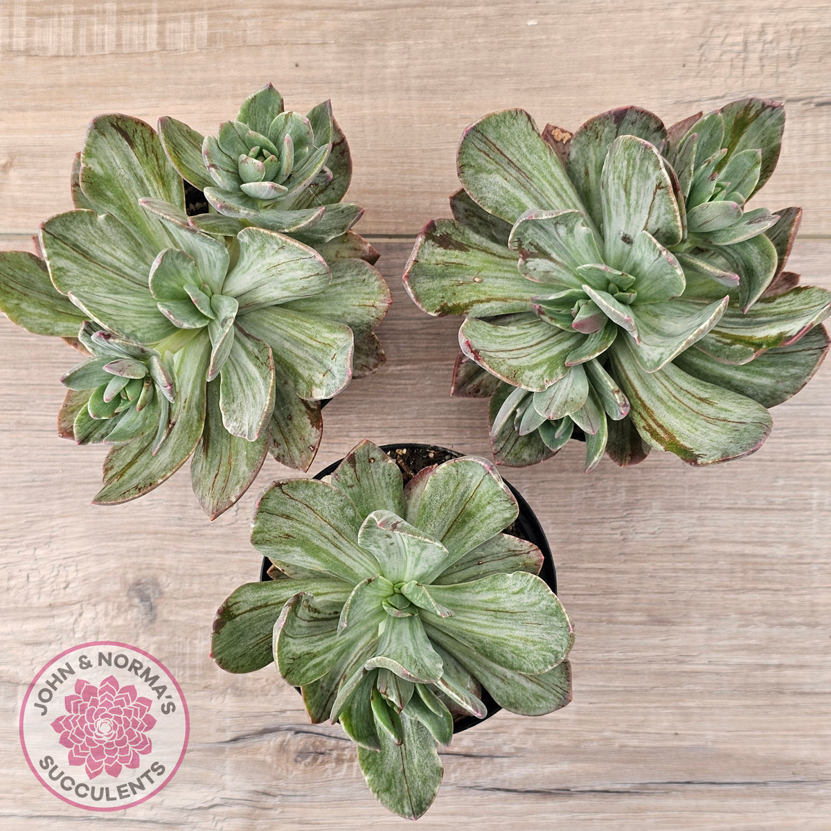 Echeveria Hanaikada Mosaic Silk Variegata