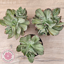 Load image into Gallery viewer, Echeveria Hanaikada Mosaic Silk Variegata