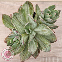 Load image into Gallery viewer, Echeveria Hanaikada Mosaic Silk Variegata