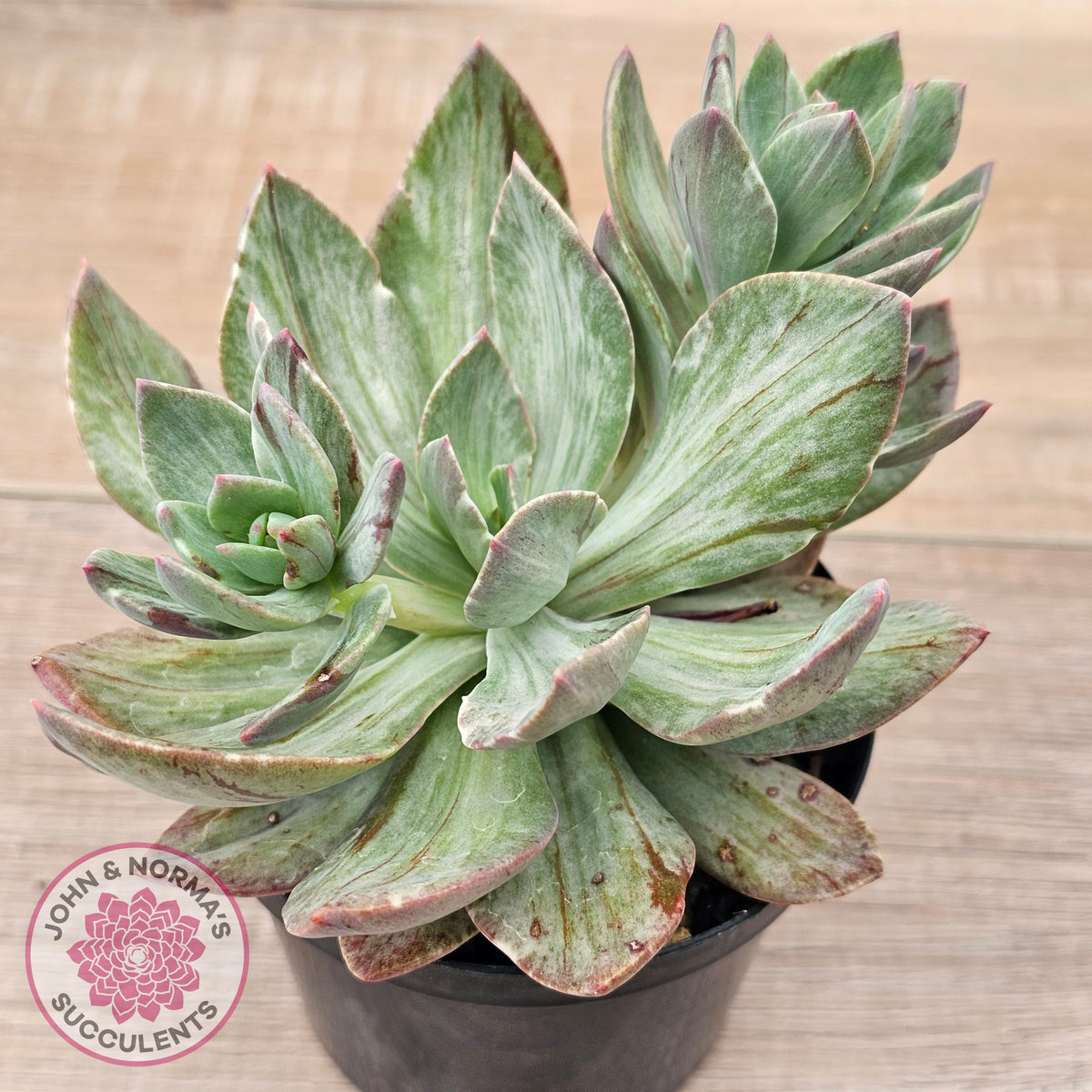 Echeveria Hanaikada Mosaic Silk Variegata