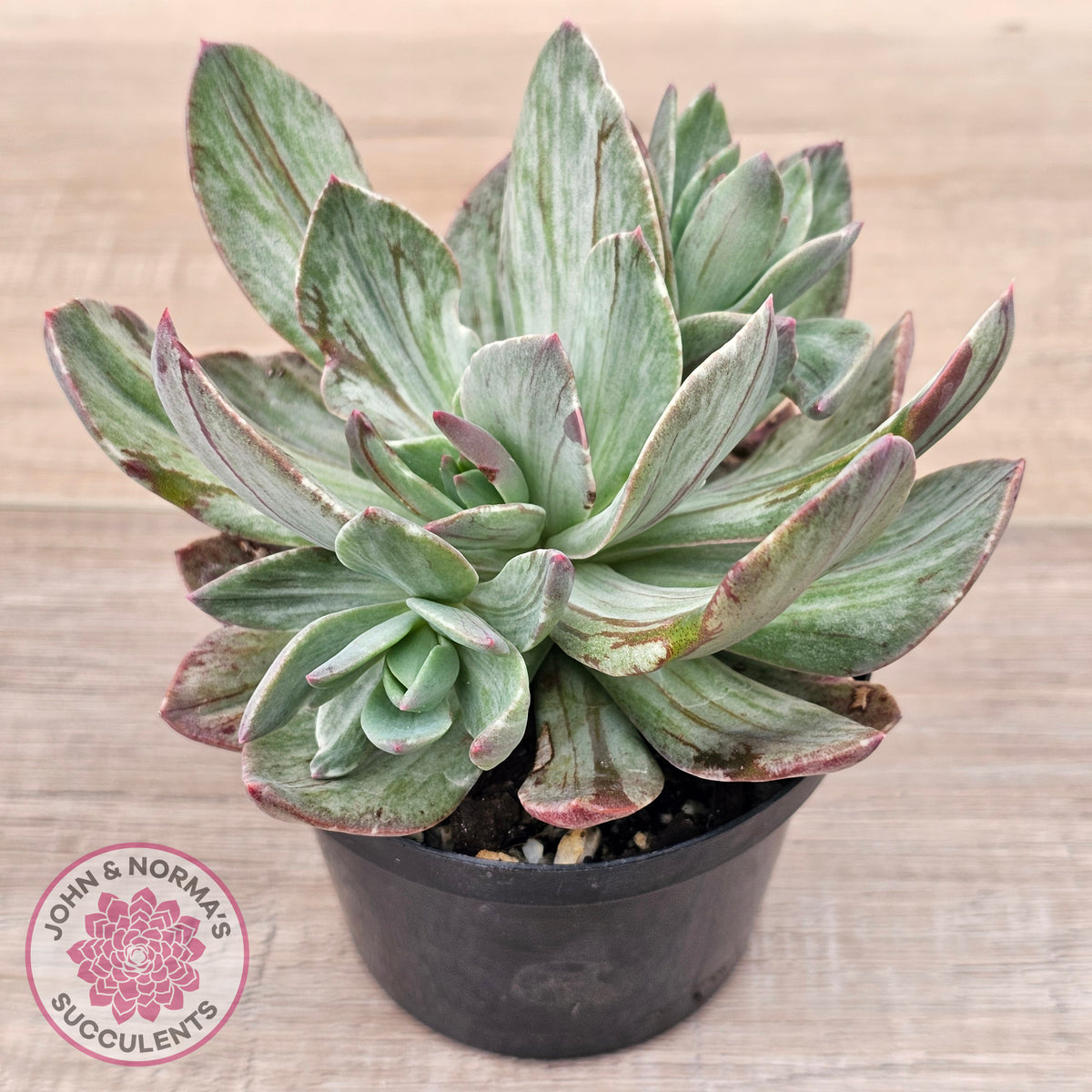 Echeveria Hanaikada Mosaic Silk Variegata