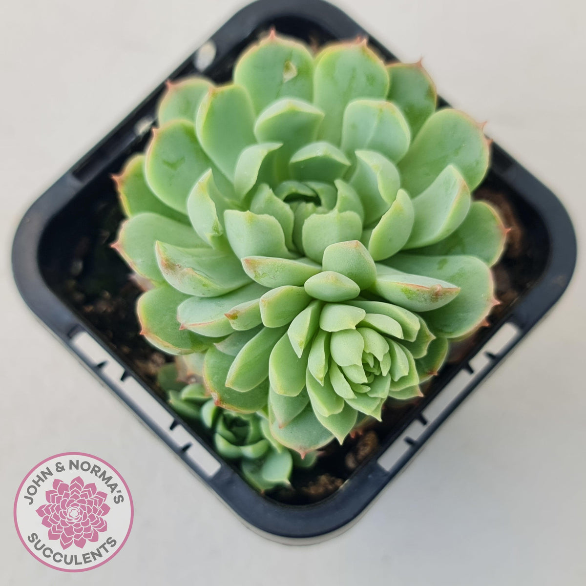 Echeveria 'Heart Beat'