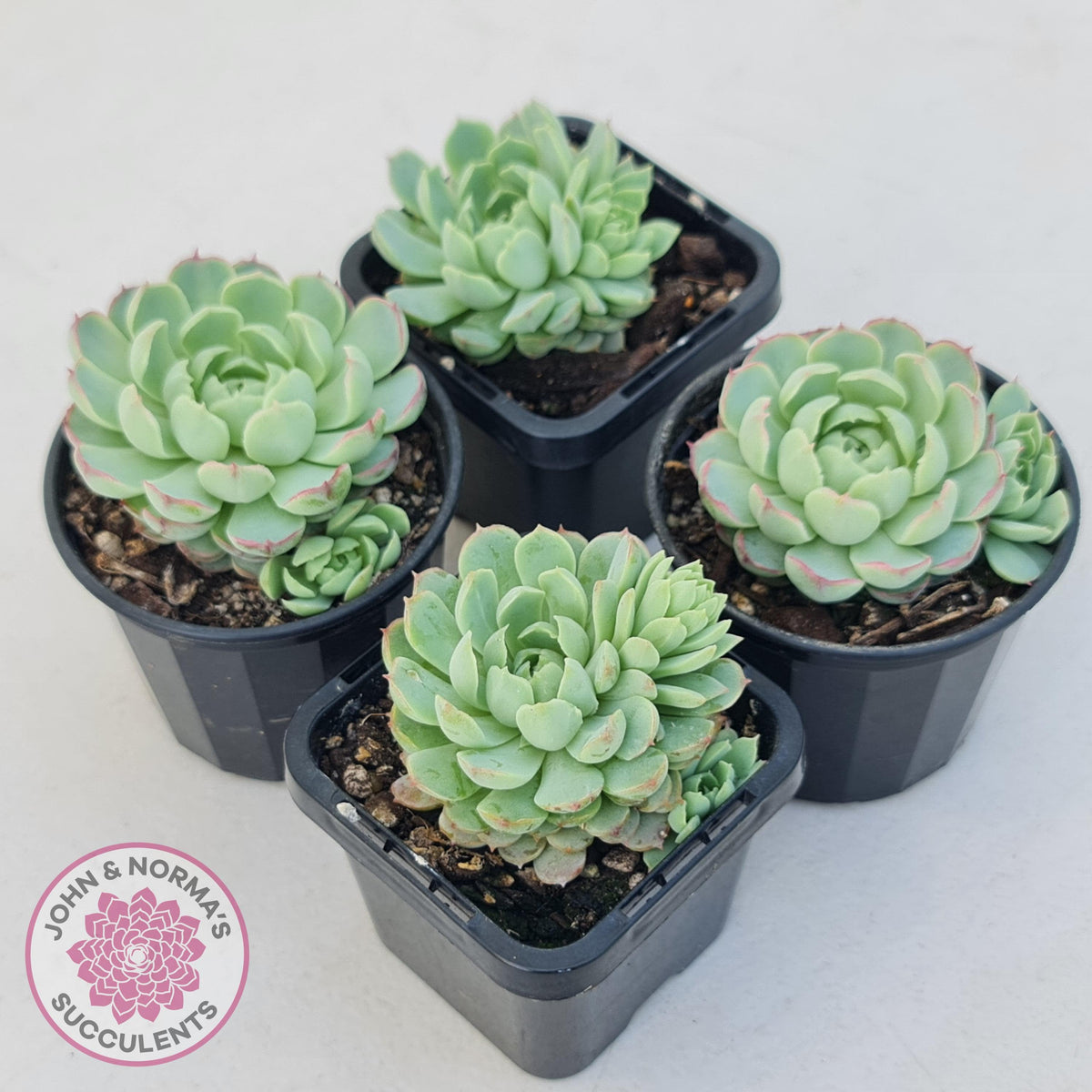 Echeveria 'Heart Beat'