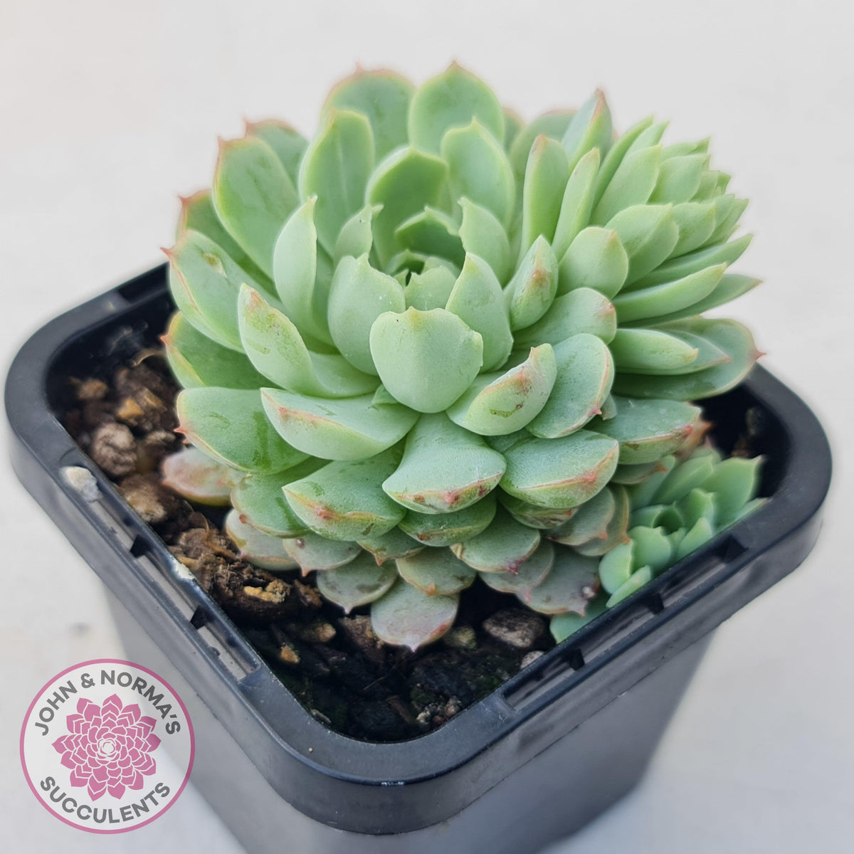 Echeveria 'Heart Beat'