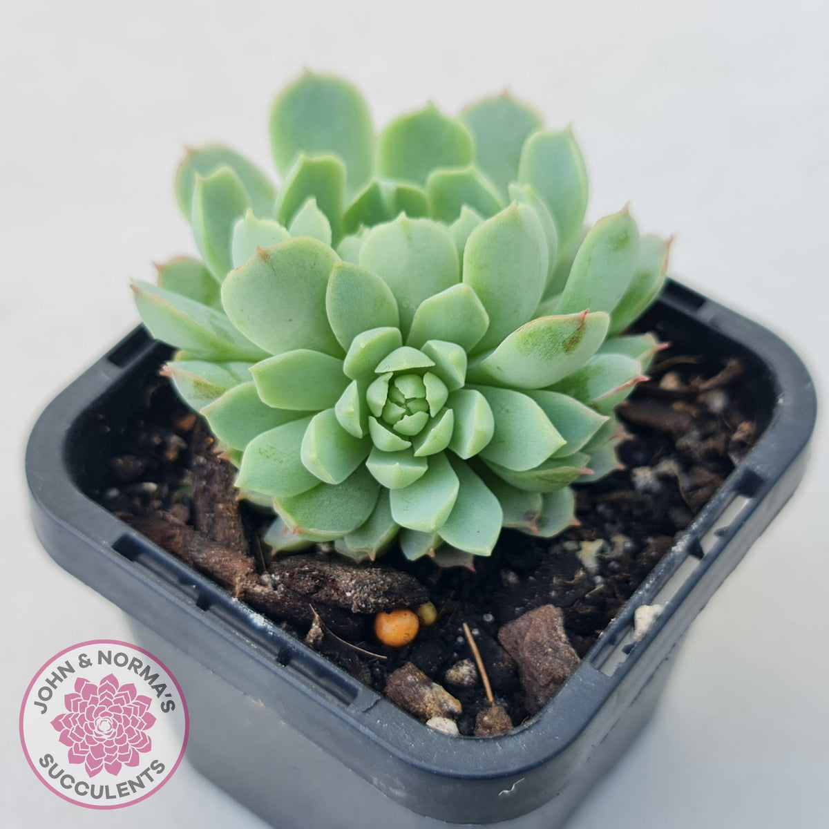 Echeveria 'Heart Beat'