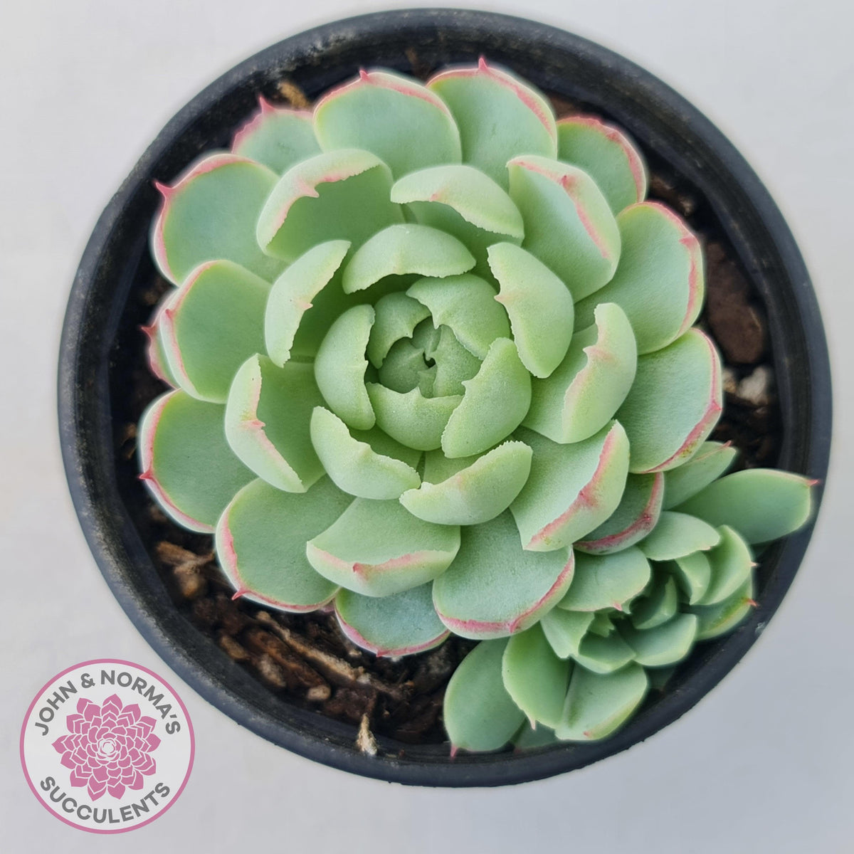 Echeveria 'Heart Beat'