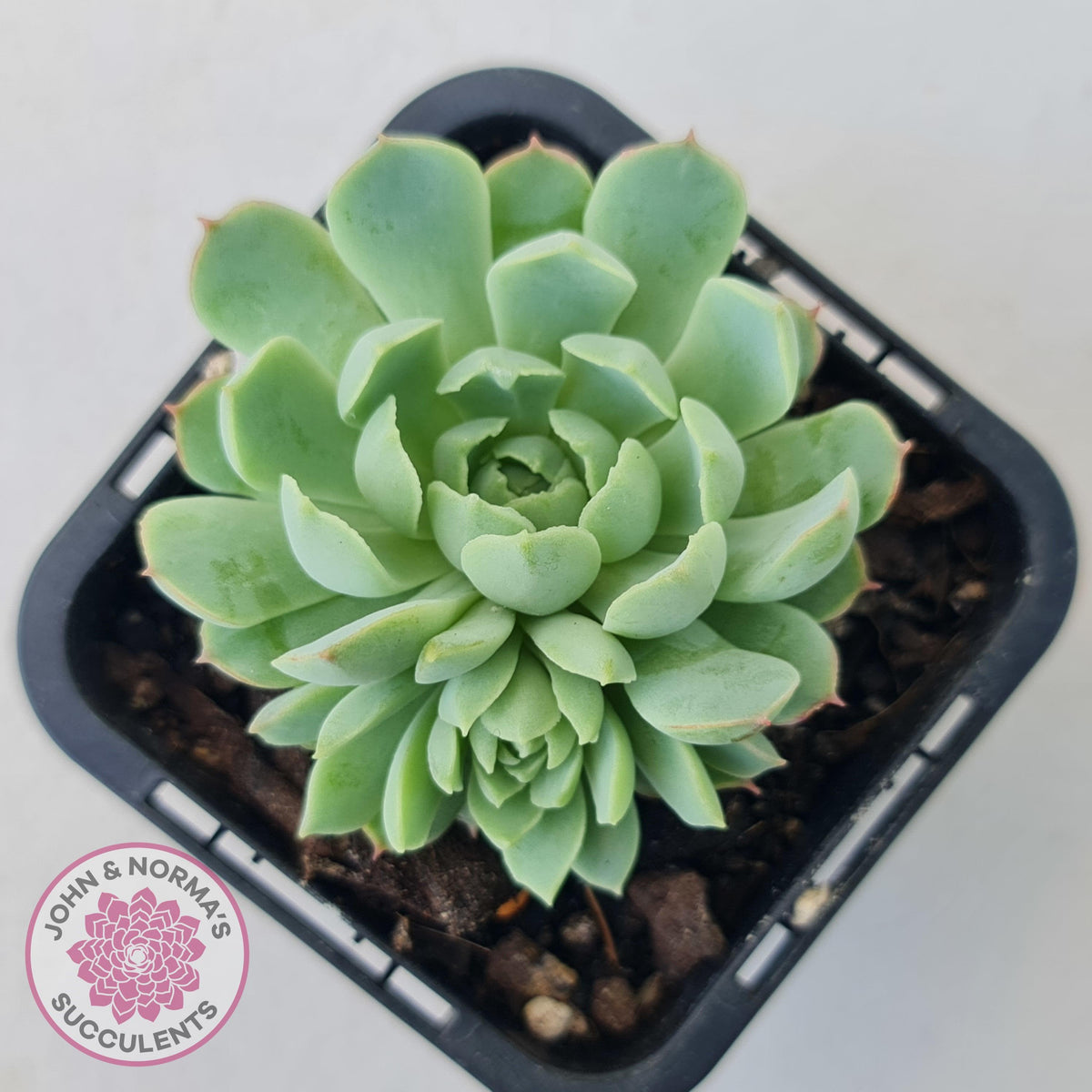Echeveria 'Heart Beat'