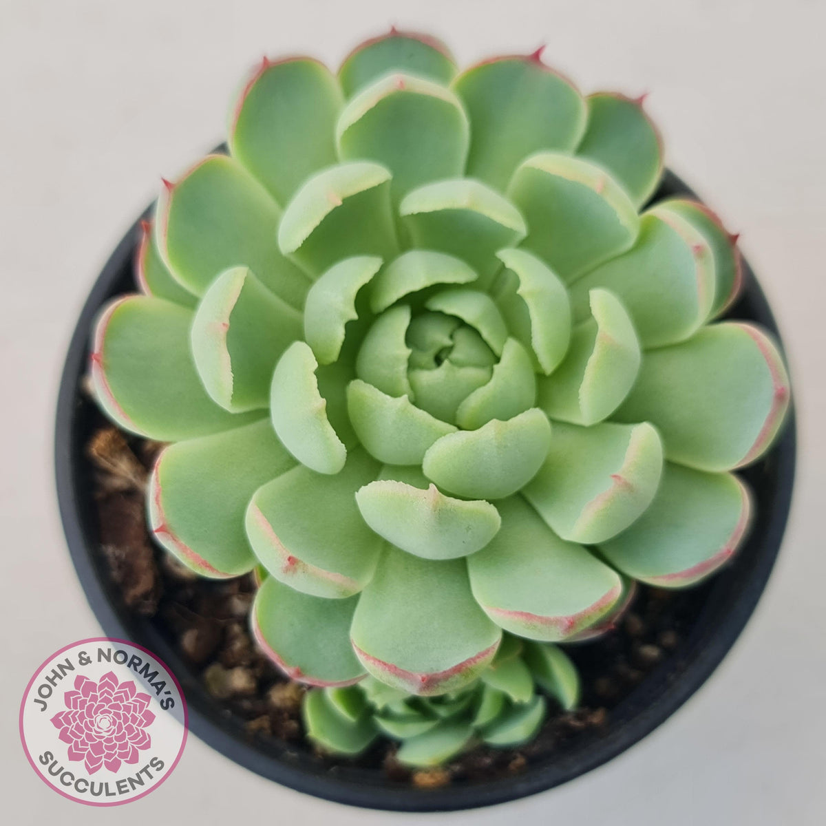 Echeveria 'Heart Beat'