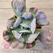 Load image into Gallery viewer, Echeveria 'Heart's Delight'