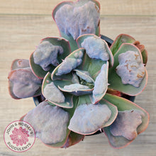 Load image into Gallery viewer, Echeveria 'Heart's Delight'