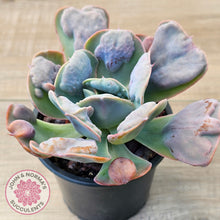 Load image into Gallery viewer, Echeveria 'Heart's Delight'
