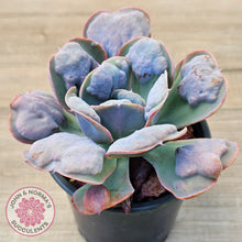 Load image into Gallery viewer, Echeveria 'Heart's Delight'