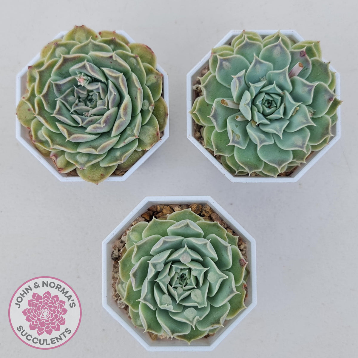 Echeveria Hearts Choice