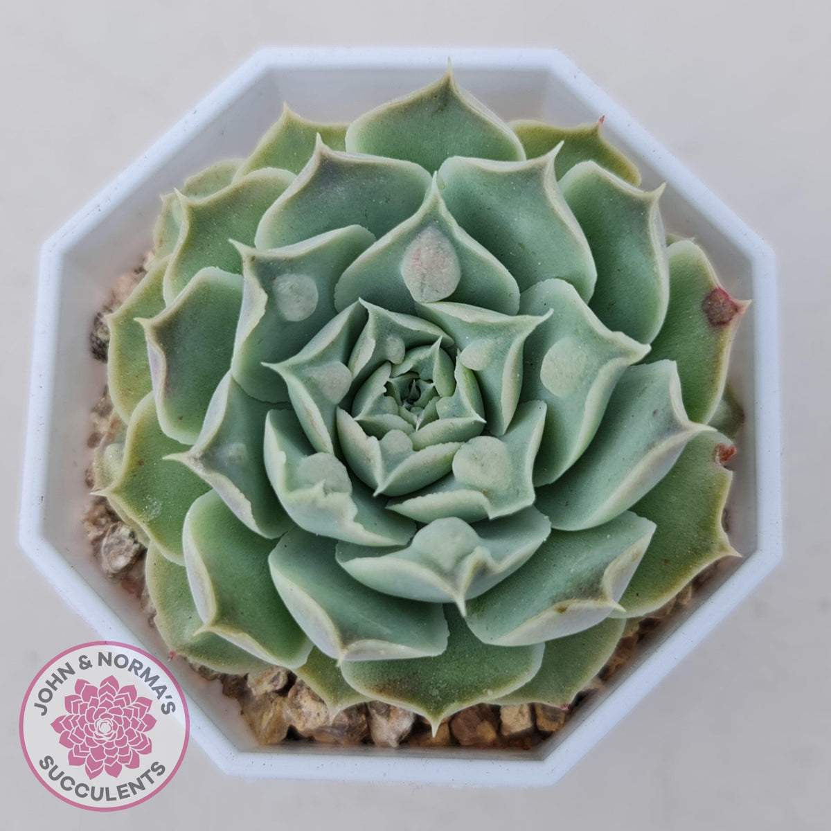 Echeveria Hearts Choice