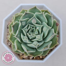 Load image into Gallery viewer, Echeveria Hearts Choice - John & Norma's Succulents Australia