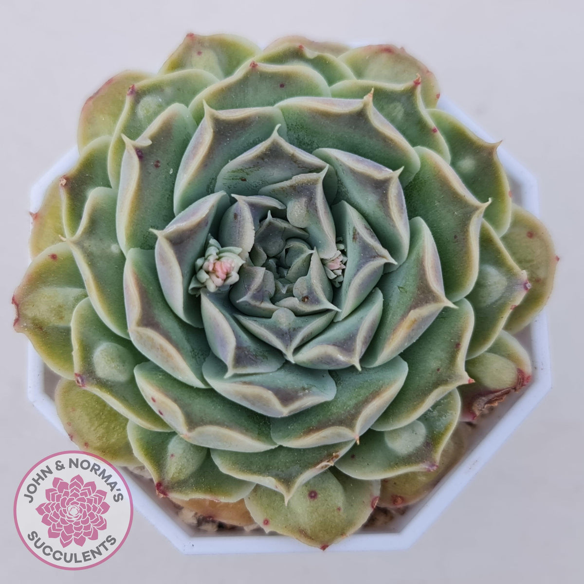 Echeveria Hearts Choice