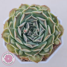 Load image into Gallery viewer, Echeveria Hearts Choice - John & Norma's Succulents Australia