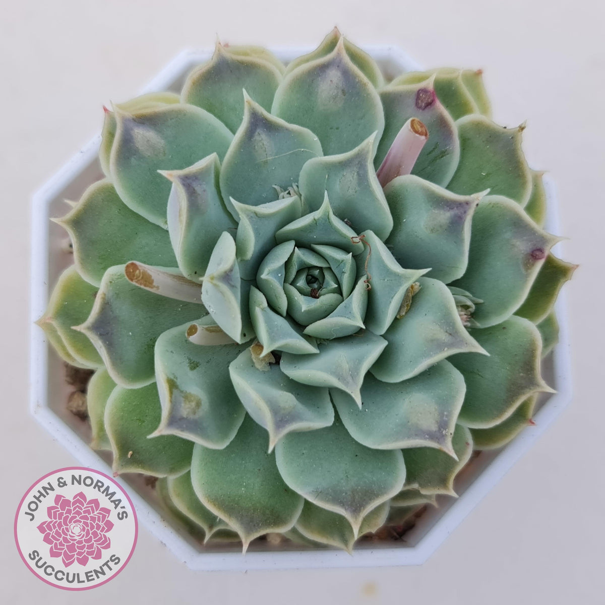 Echeveria Hearts Choice