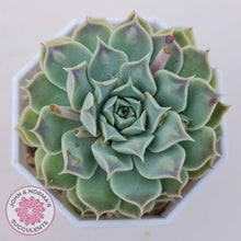 Load image into Gallery viewer, Echeveria Hearts Choice - John & Norma's Succulents Australia