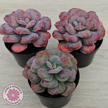 Load image into Gallery viewer, Echeveria 'Heart's Delight'