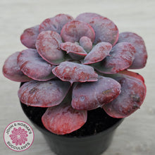 Load image into Gallery viewer, Echeveria 'Heart's Delight'