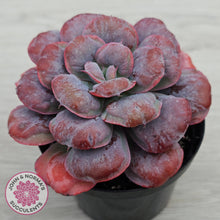 Load image into Gallery viewer, Echeveria 'Heart's Delight'