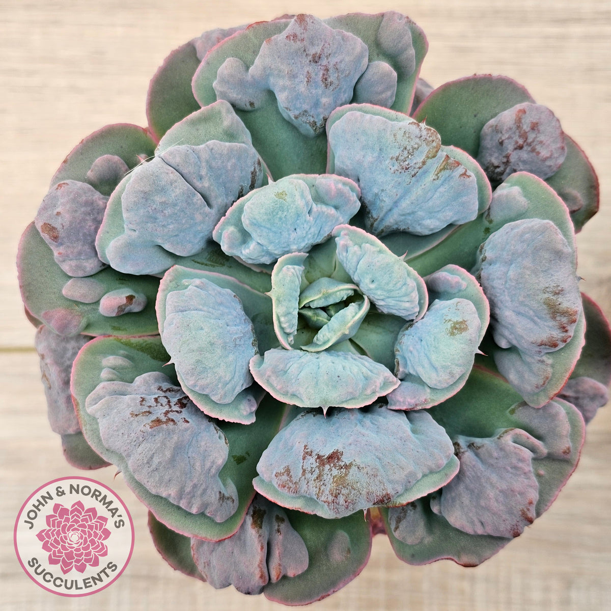 Echeveria 'Heart's Delight' (Same Plants)