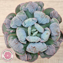 Load image into Gallery viewer, Echeveria 'Heart's Delight' (Same Plants)
