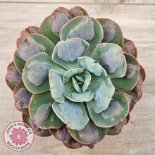 Load image into Gallery viewer, Echeveria 'Heart's Delight' (Same Plants)