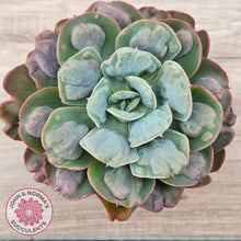 Load image into Gallery viewer, Echeveria 'Heart's Delight' (Same Plants)