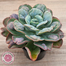 Load image into Gallery viewer, Echeveria 'Heart's Delight' (Same Plants)