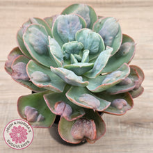 Load image into Gallery viewer, Echeveria 'Heart's Delight' (Same Plants)