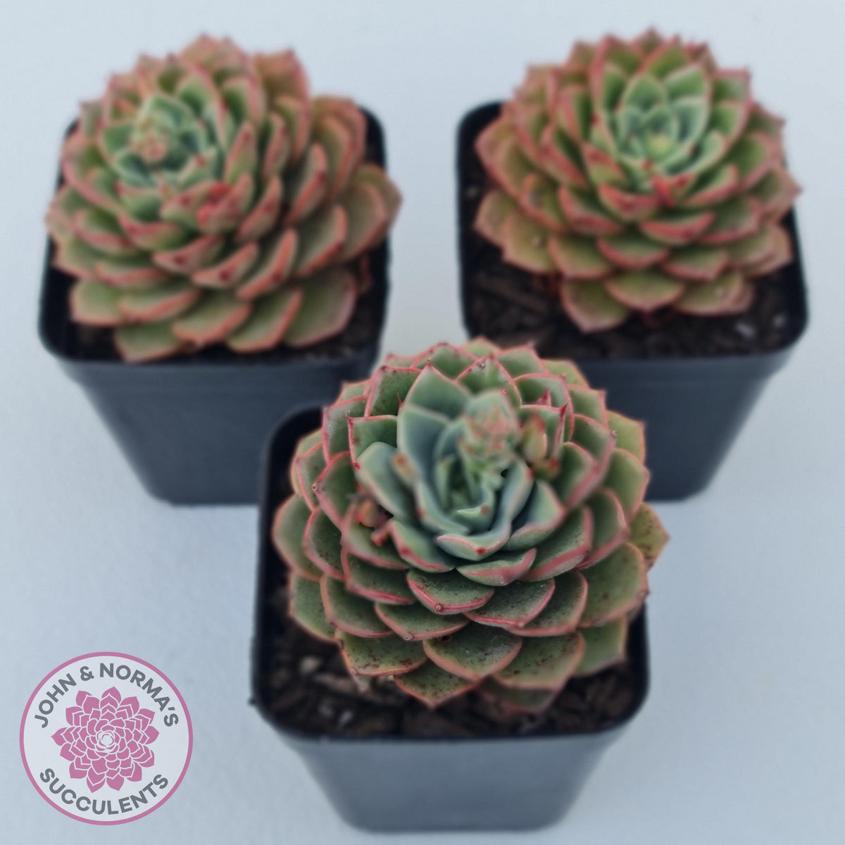 Echeveria 'Hepburn'