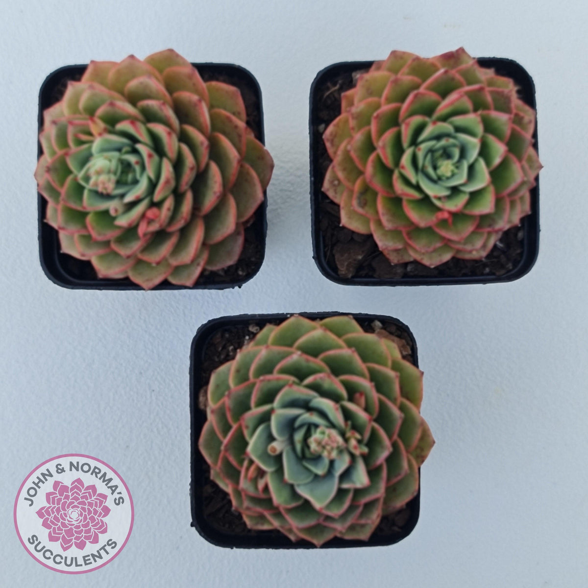 Echeveria 'Hepburn'