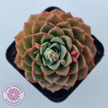 Load image into Gallery viewer, Echeveria 'Hepburn' - John & Norma's Succulents Australia