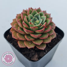 Load image into Gallery viewer, Echeveria 'Hepburn' - John & Norma's Succulents Australia