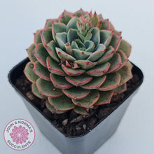 Load image into Gallery viewer, Echeveria 'Hepburn' - John & Norma's Succulents Australia