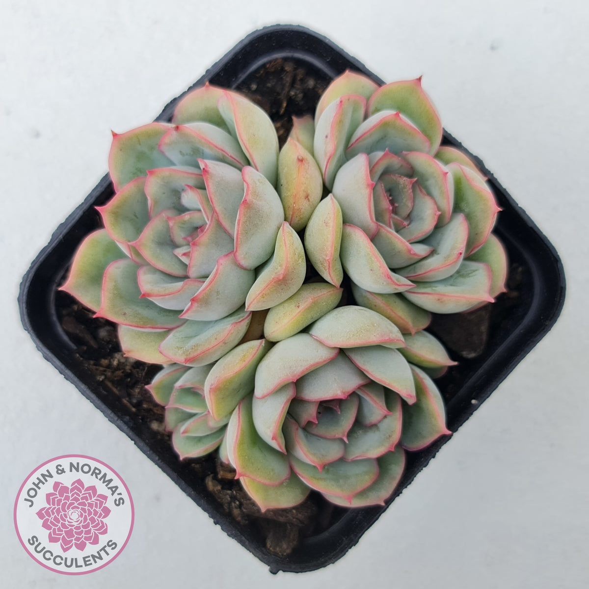 Echeveria Hercules
