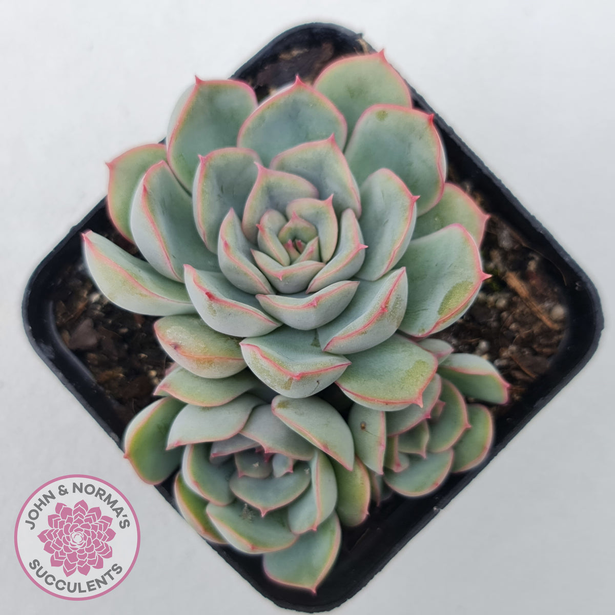Echeveria Hercules