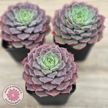 Load image into Gallery viewer, Echeveria Hermes