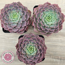 Load image into Gallery viewer, Echeveria Hermes