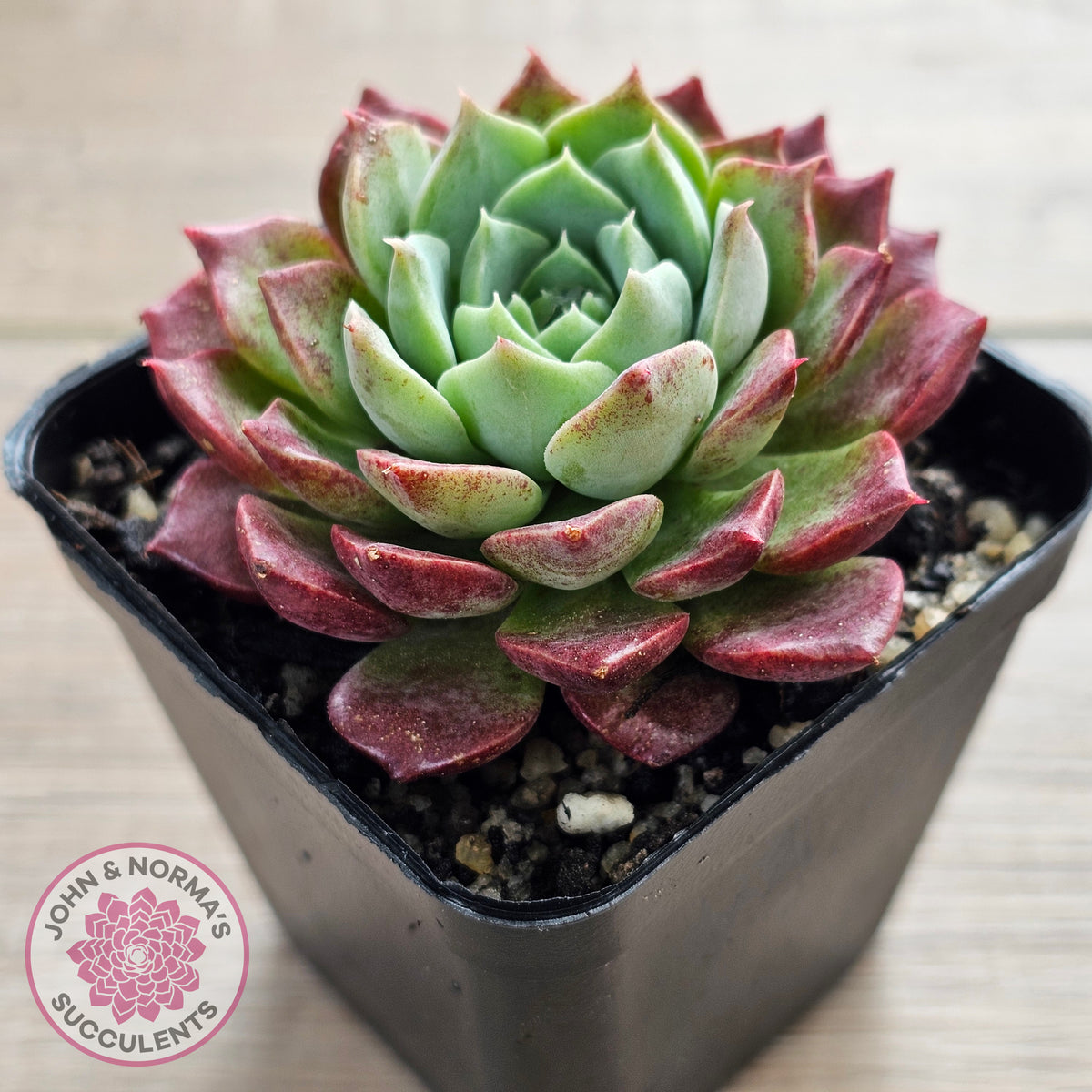 Echeveria Hermes